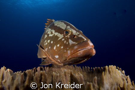 Say hello to Freddie the Nassau Grouper. by Jon Kreider 