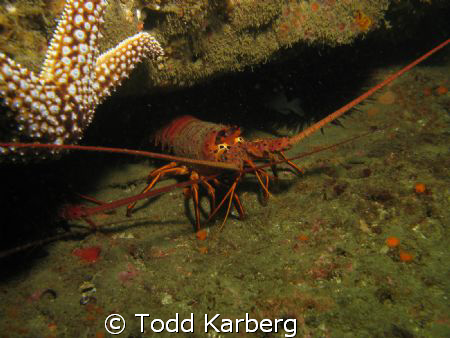 Spiny Lobster taken at the La Jolla Kelp Beds.  Shot with... by Todd Karberg 