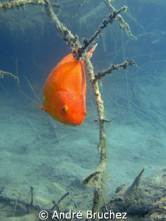 poisson rouge à l'étang de l'Epine by André Bruchez 