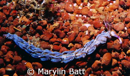 Blue Dragon Nudibranch crawling over an underground sprin... by Marylin Batt 