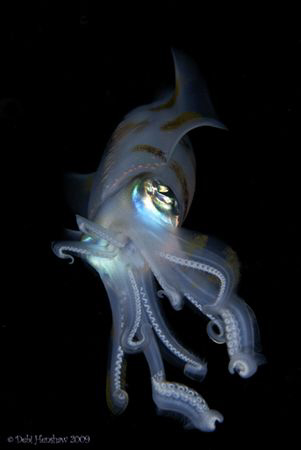 "Alien" A Night Dive had me a wonderful encounter with th... by Debi Henshaw 