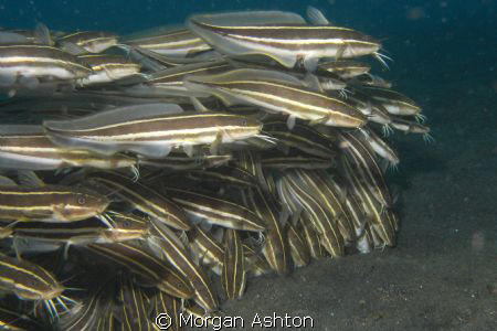 Cascading striped-eel catfish ball in Lembeh. by Morgan Ashton 