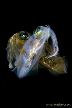 "Mirage" Night Dive Squid No cropping :o) by Debi Henshaw 