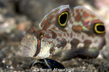 Twin Spot Goby taken in Lembeh with 100mm and 1,5 Tele by Serge Abourjeily 