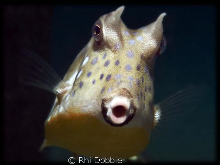 MOO - Cow Fish - You looking at me????
House reef at Gap... by Rhi Dobbie 