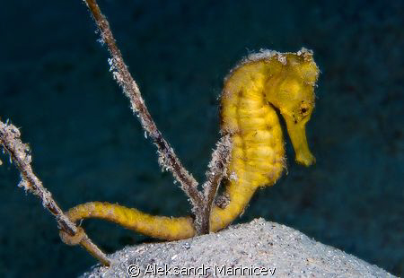 Sea Horse, Moalboal, Cebu, Philippines by Aleksandr Marinicev 