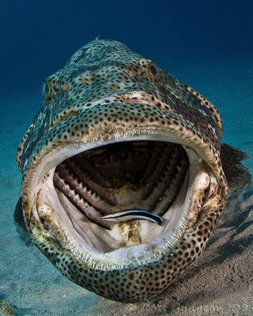 Estuarine Cod and Cleaner Wrasse. Ningaloo Reef, Western ... by Ross Gudgeon 