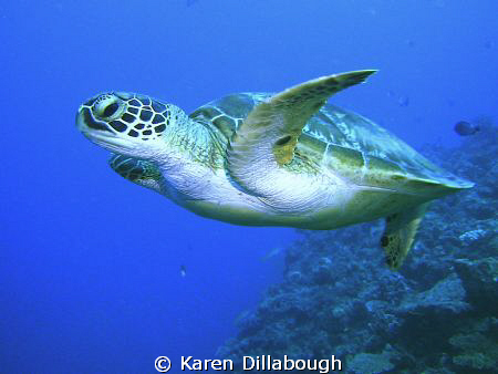 Turtle in the Coral Sea. by Karen Dillabough 