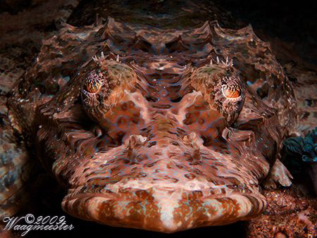 Crocodile fish portrait - Gili Banta, Indonesia (Canon G9... by Marco Waagmeester 
