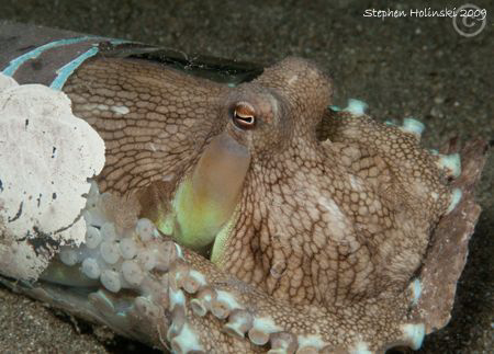 Octopus in a cup. One of many in Anilao. Canon G10, Inon ... by Stephen Holinski 