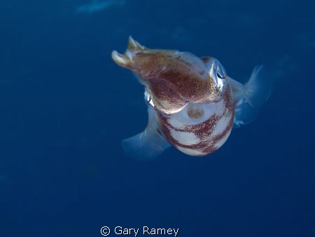 Common Reef squid. I love how initially they are timid bu... by Gary Ramey 