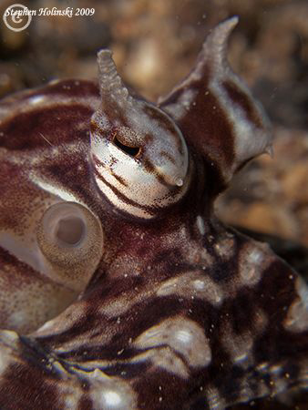 Mimic Octopus portrait.  Canon G10, 2xInon closeup lenses... by Stephen Holinski 