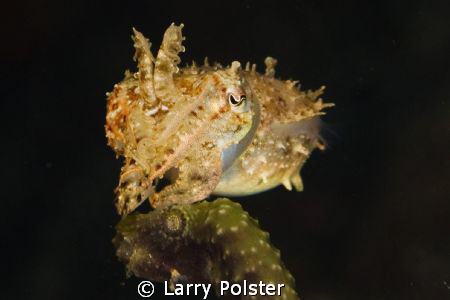 Pygmy Cuttlefish , Ambon Bay. D300-60mm by Larry Polster 