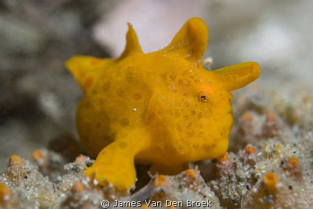 Painted anglerfish, Antennarius pictus. Nikon D80 60mm by James Van Den Broek 