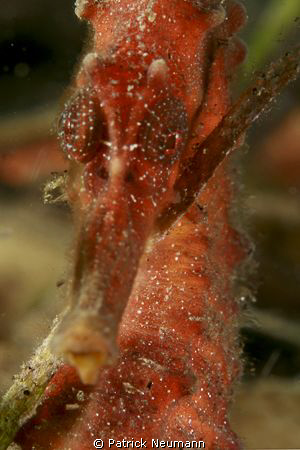 Red Seahorse close up taken with Canon 400D/Hugyfot + Mac... by Patrick Neumann 