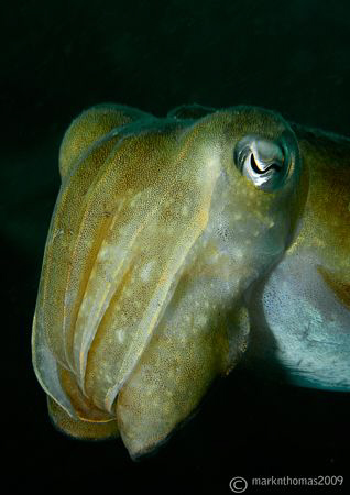 Cuttlefish - Sepia offincinalis.
Penlee Point, Plymouth.... by Mark Thomas 