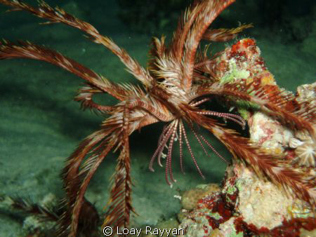 The Walking Feather Star by Loay Rayyan 