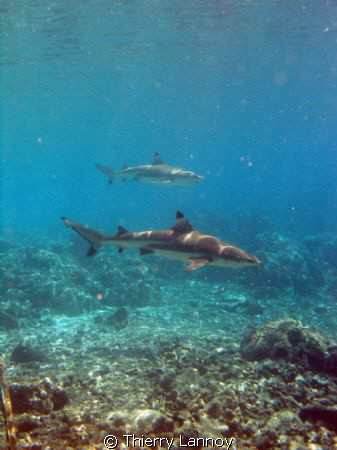 Black tip and silver tip in the Pass of Fakarava by Thierry Lannoy 