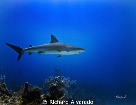 Reef shark taken at "Danger Reef", Bahamas with Canon 40D... by Richard Alvarado 