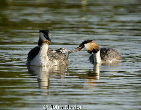 great crested grebes feeding young.the chick sits on moth... by John Naylor 