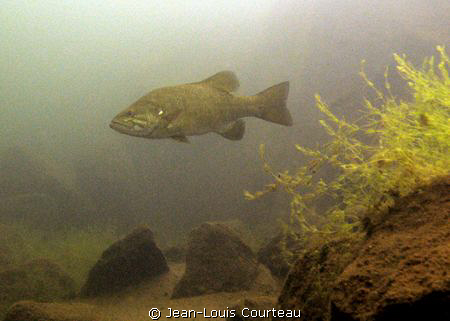 "The Boss"   a smallmouth bass inspects it's territory by Jean-Louis Courteau 