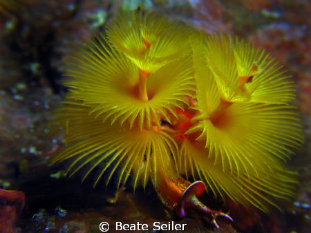 Christmas tree worm taken at Wakatobi with Canon S70 by Beate Seiler 