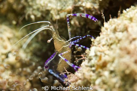 Pederson Cleaner Shrimp off Boynton Beach Florida. by Michael Schlenk 