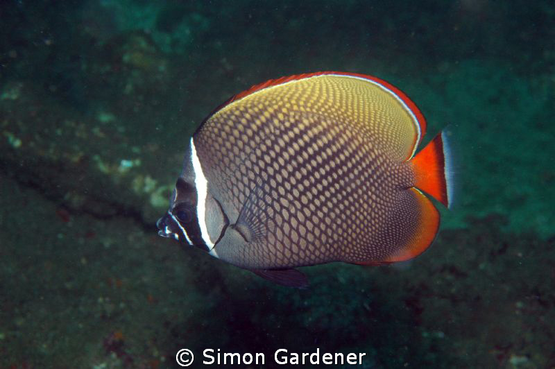 butterfly fish shot with Nikon D70s and 135mm macro lens ... by Simon Gardener 