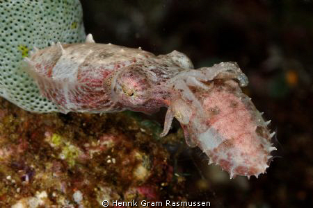 Mating Cuttlefish - taken at Sangie Islands. by Henrik Gram Rasmussen 