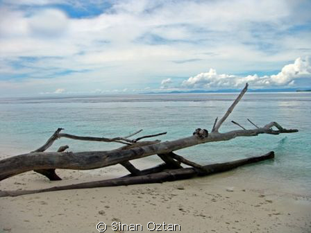 This shot was taken on an island at Raja Ampat while we d... by Sinan Oztan 