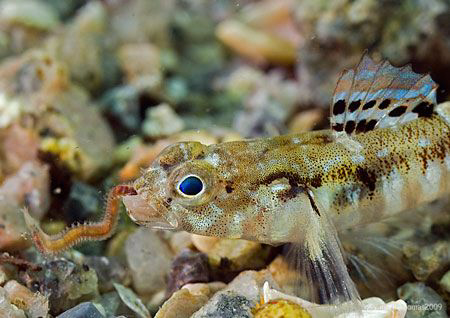 Painted Goby eating worm.
Aughrusmore Pier, Connemara.
... by Mark Thomas 