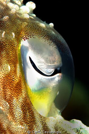 "The Eye"  of the cuttle fish. 

 by Cenk Ceylanoglu 