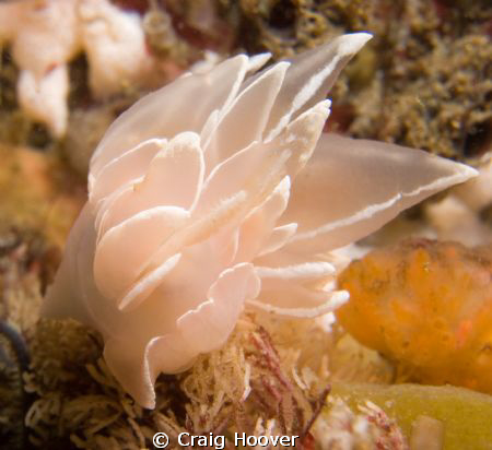 White Lined Dirona
Dirona albolineata

Northern Califo... by Craig Hoover 