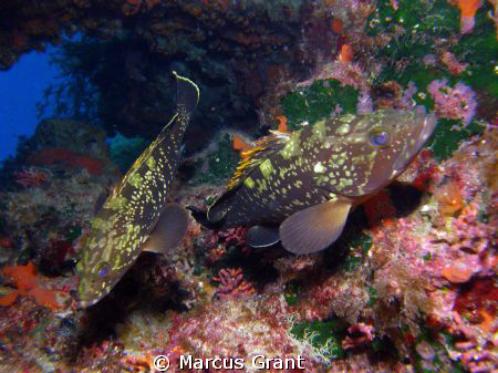 Taken in very shallow water At the populat dive site of C... by Marcus Grant 