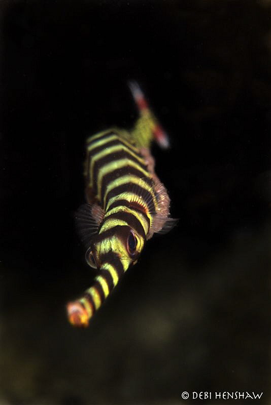 Classic Behaviour - Banded Pipefish with his cake of eggs... by Debi Henshaw 
