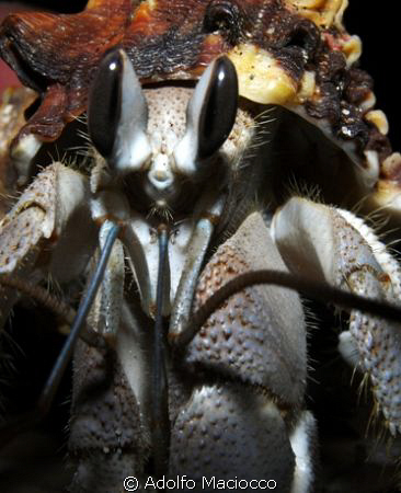 Hermit Crab ,
Dahab by Adolfo Maciocco 