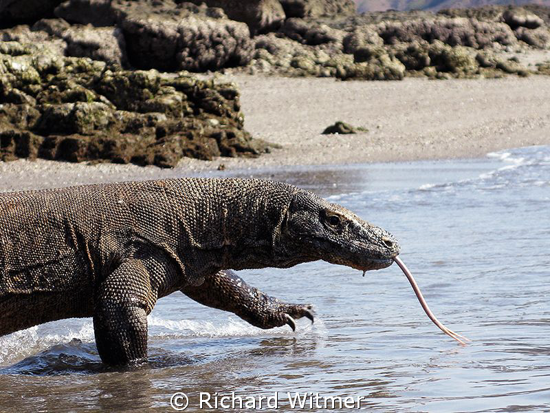 Look at that tongue!  Komodo Dragon on the island of Rinc... by Richard Witmer 