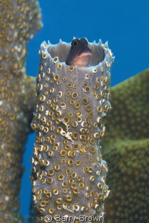 Cute little Redlip Blenny checking things out from the sa... by Barry Brown 