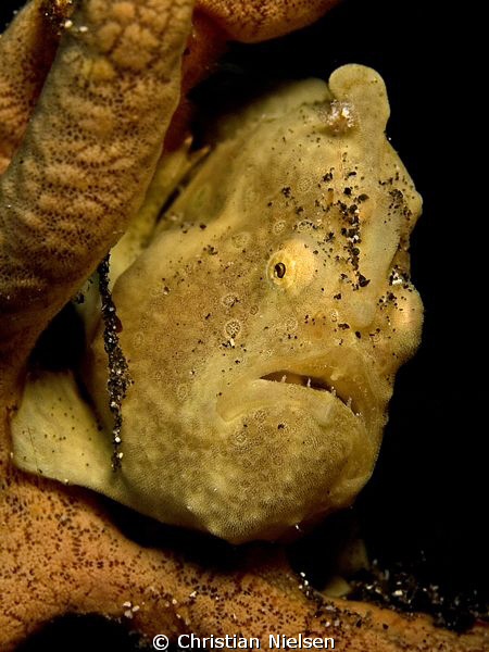 We found this little frogfish on 20 meters of water. A li... by Christian Nielsen 