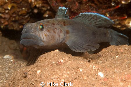 Leopard Spotted Goby up close. by Mike Clark 