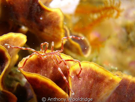 A sea spider taken at crossroads reef in Port Elizabeth S... by Anthony Wooldridge 