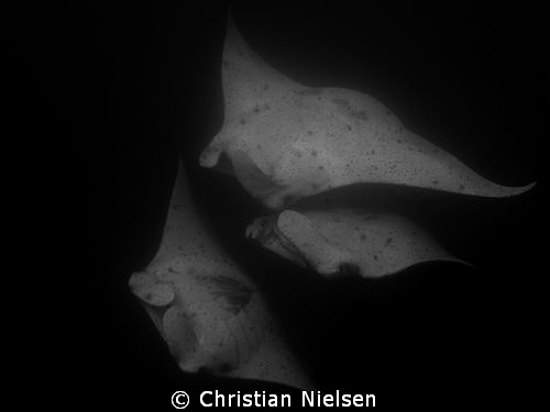 Manta Rays having a meal i Habi Faru Lagoon, Maldives. So... by Christian Nielsen 