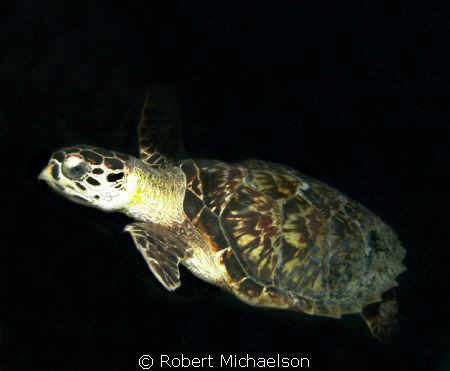 Leatherback Turtle by Robert Michaelson 