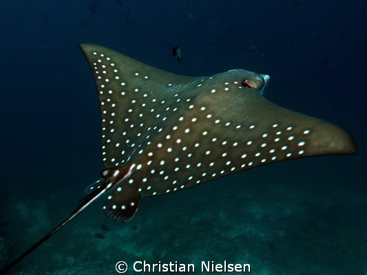 Break the rules.
Hope it works, Eagle Ray shot from behi... by Christian Nielsen 