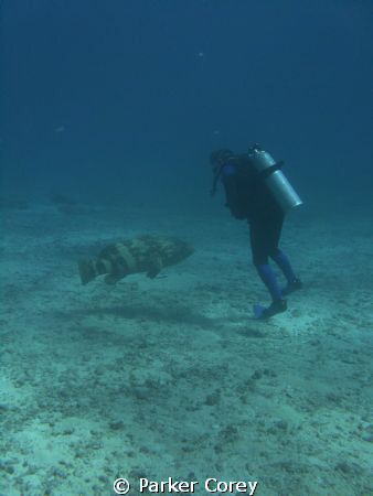 Grouper came right up to this diver. by Parker Corey 