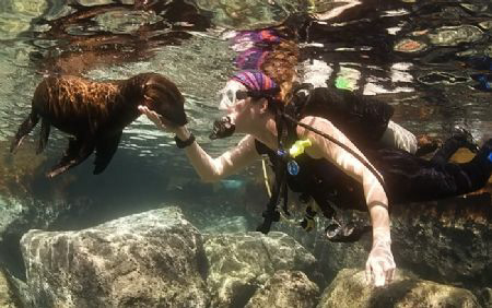 Sea of Cortez. The little pups at Los Islotes are a real ... by Rand Mcmeins 