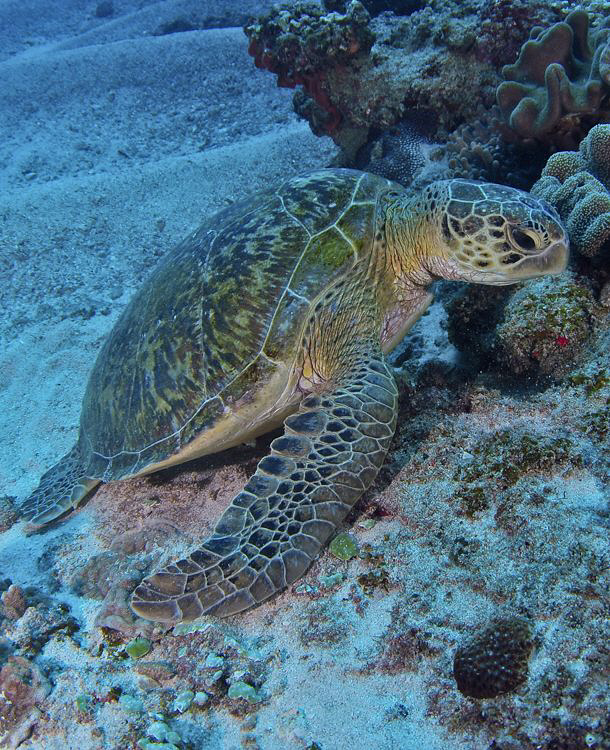 Turtle chilling out on the reef. by Charles Wright 