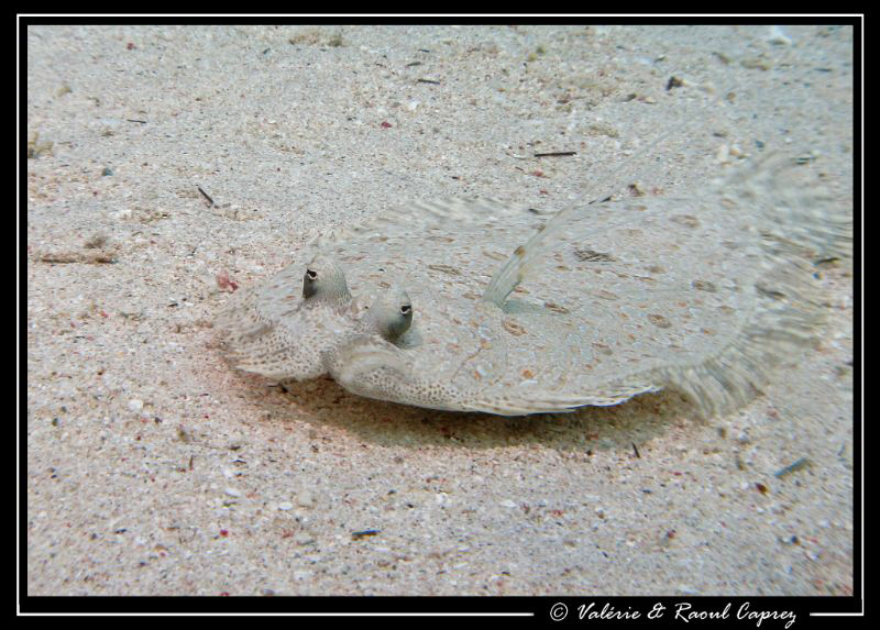 Picture of a Bothus taken in Dahab with a Canon G9. by Raoul Caprez 