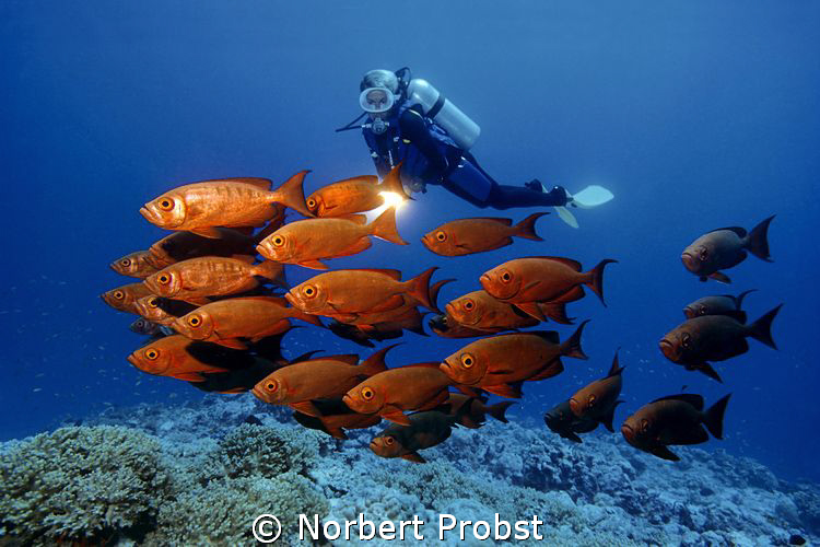 Red Squadron
Diver watches a shoal Common Bigeyes (Prian... by Norbert Probst 