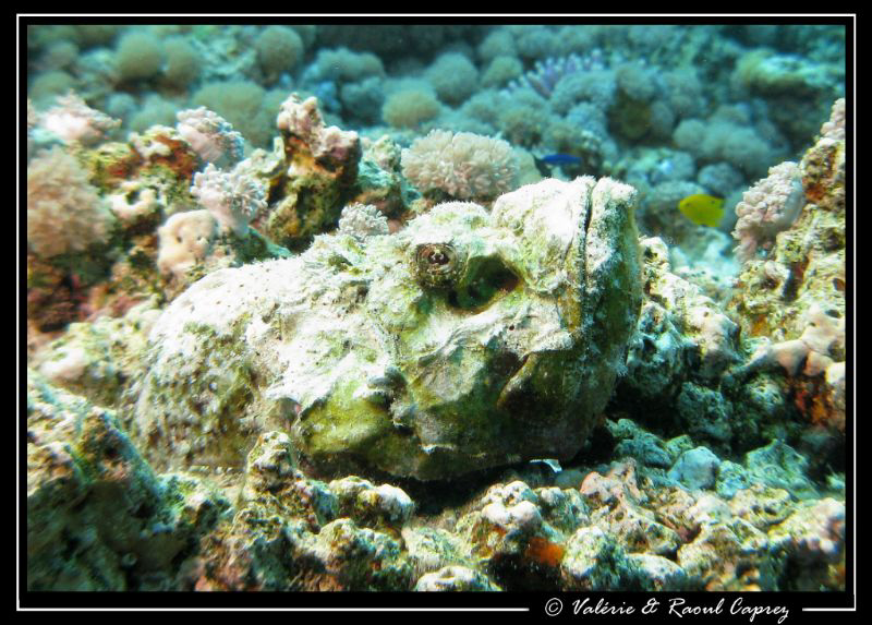 The guardian of the Blue Hole of Dahab.
Picture taken wi... by Raoul Caprez 